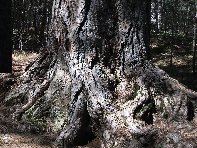 ppinazzu-20100402 074